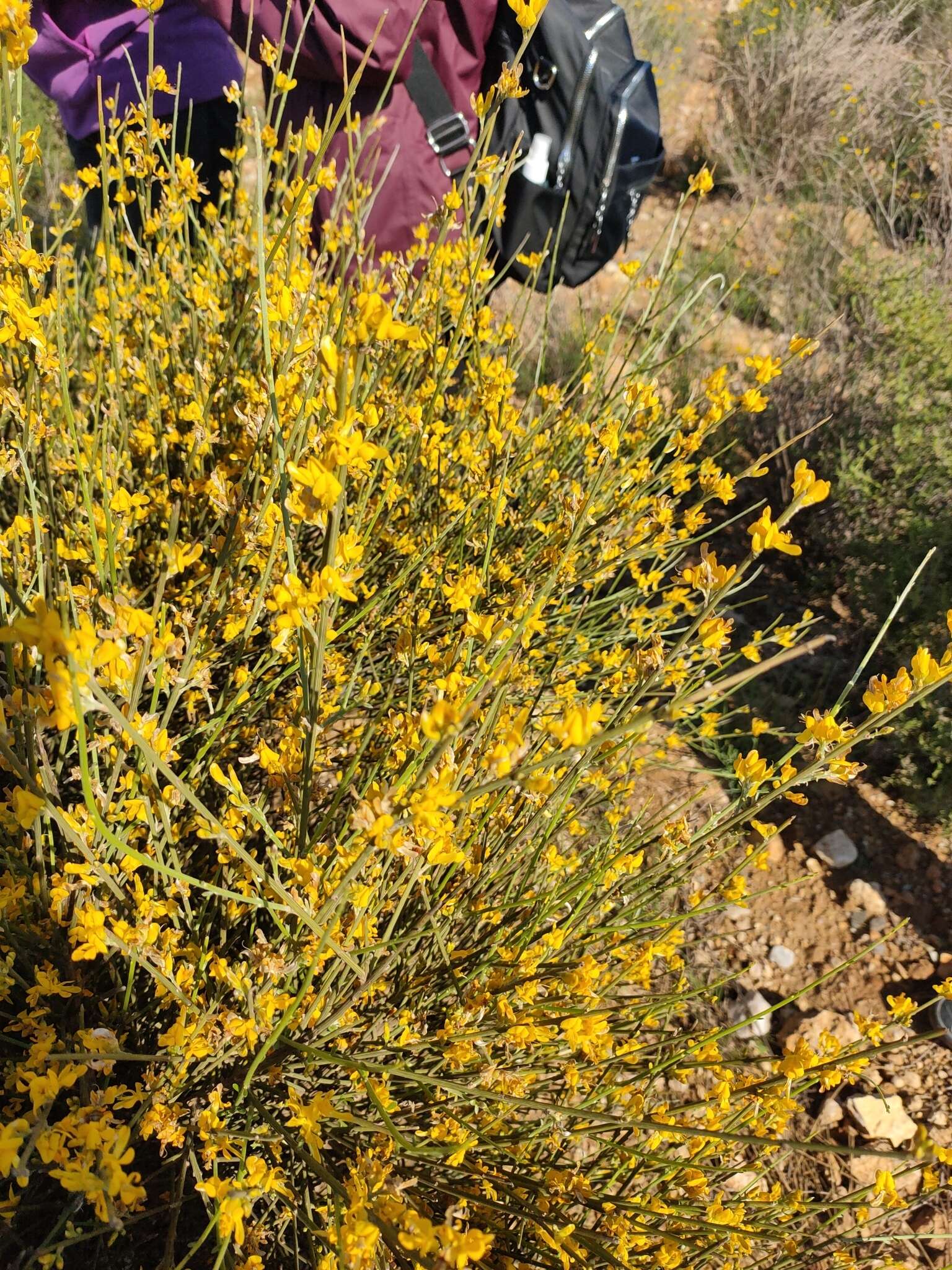 Image de Genista spartioides Spach