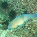 Image of Gulf parrotfish