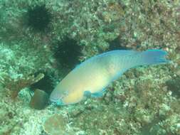 Image of Gulf parrotfish