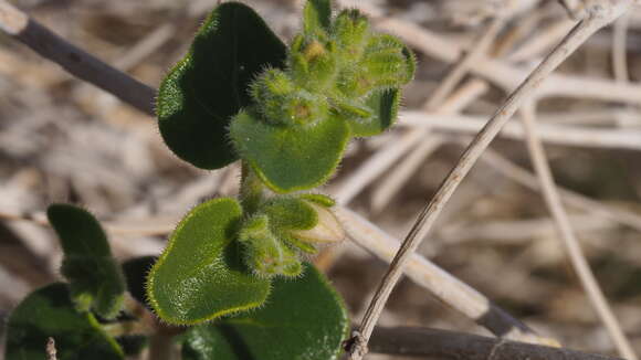 Image of wishbone-bush