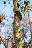 صورة Sciurus niger avicennia A. H. Howell 1919