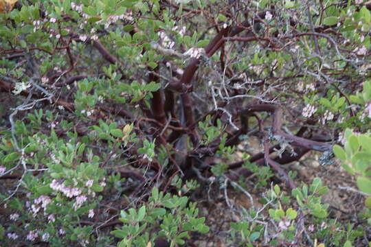 Image of Stanford's manzanita