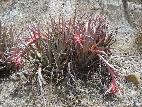 Imagem de Tillandsia sphaerocephala Baker