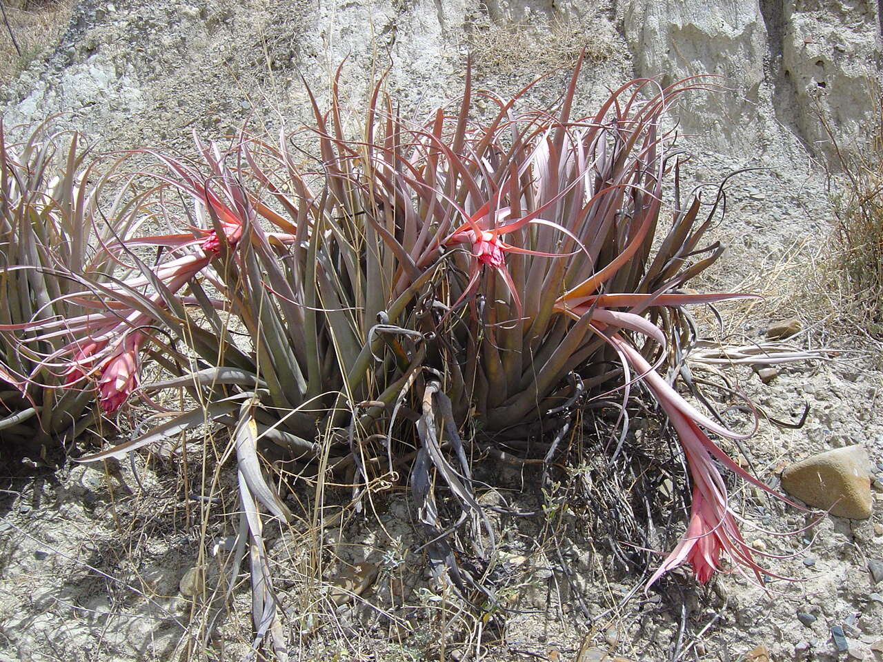 Sivun Tillandsia sphaerocephala Baker kuva