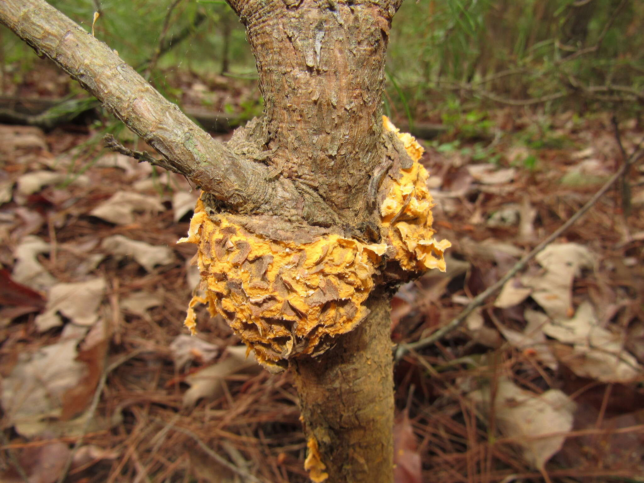 Image of Cronartium quercuum (Berk.) Miyabe ex Shirai 1899