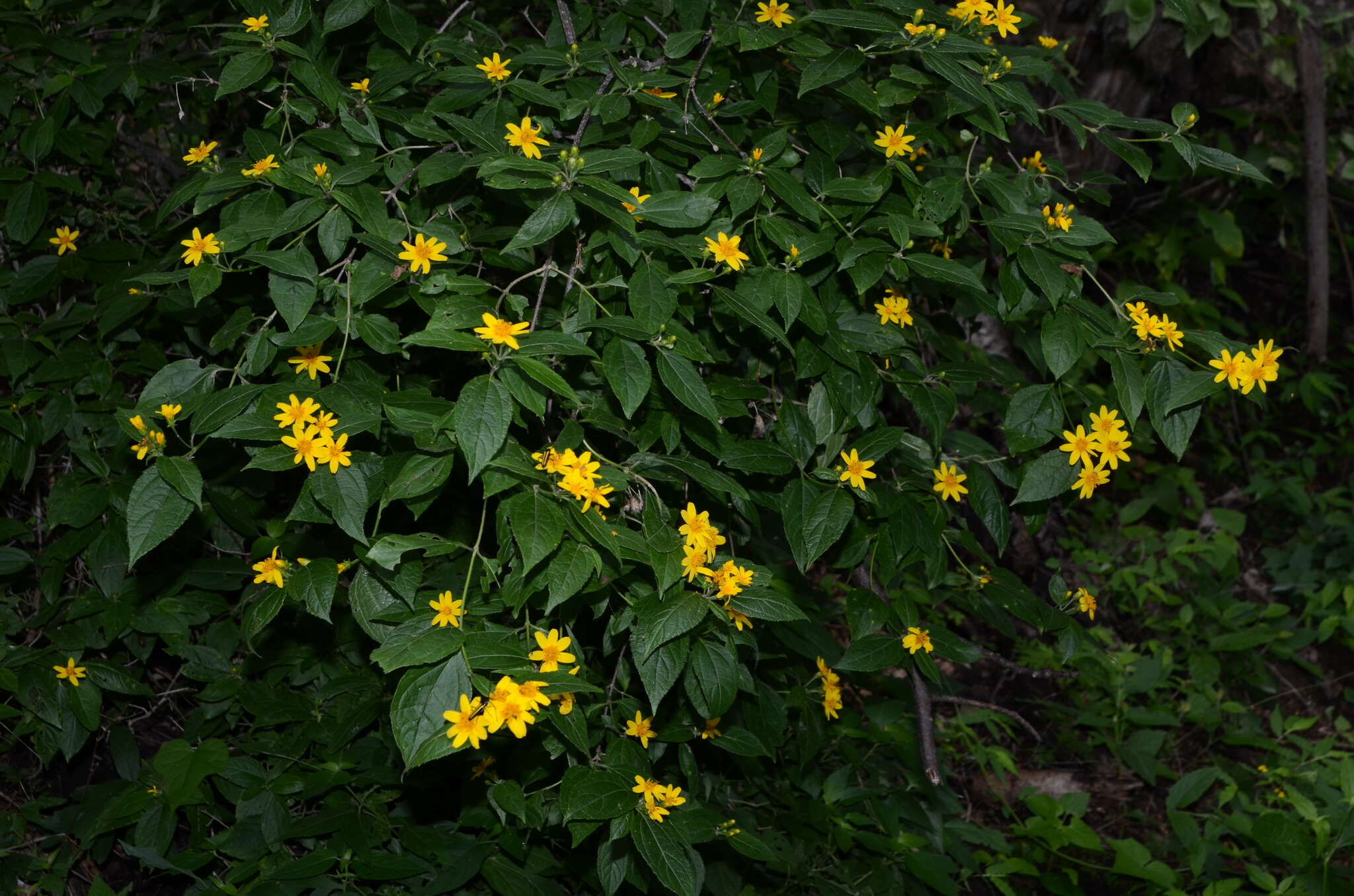 Image of Lasianthaea ceanothifolia (Willd.) K. M. Becker