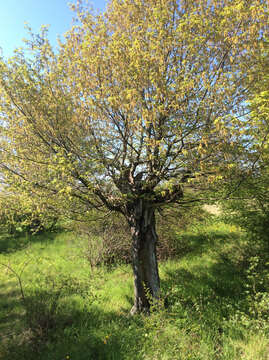 Image of Carpinus betulus L.