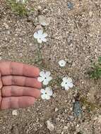 Image de Linanthus maricopensis J. M. Porter & R. Patt.