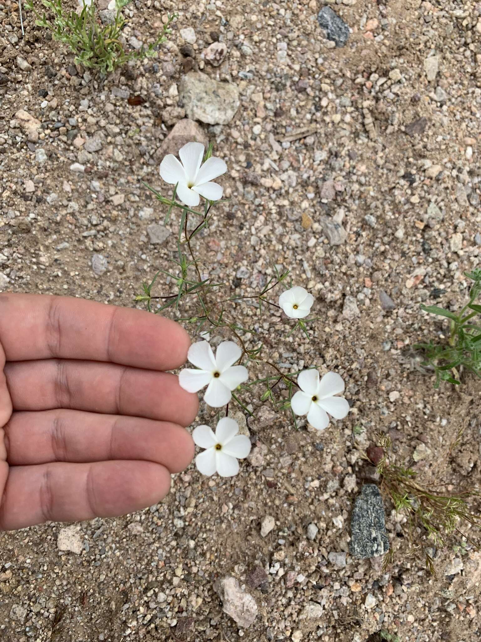 Image of Linanthus maricopensis J. M. Porter & R. Patt.