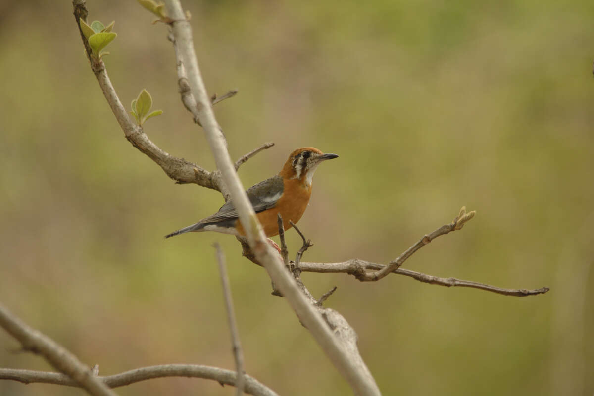 Image de Grive à tête orange