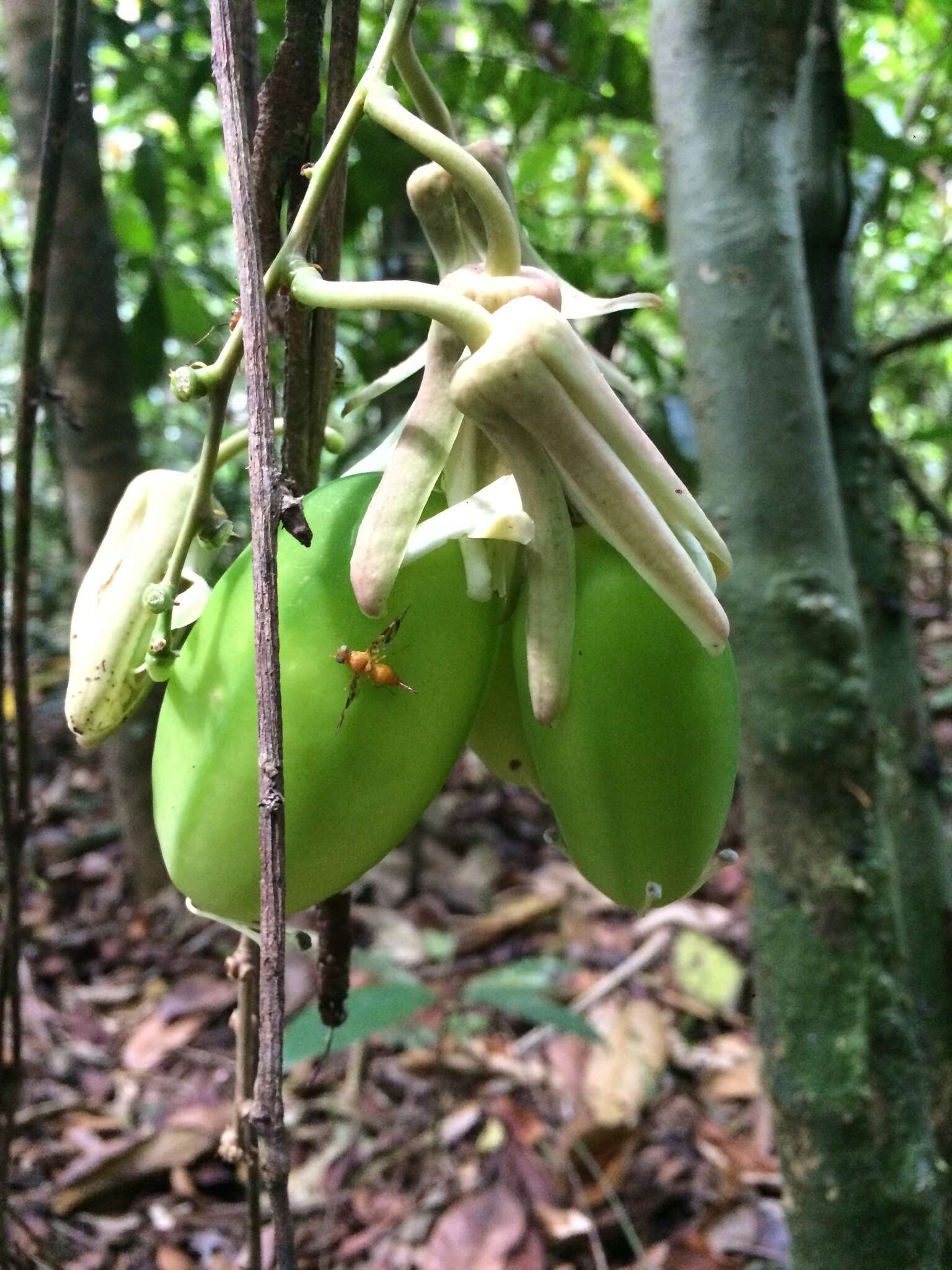 صورة Passiflora contracta Vitta