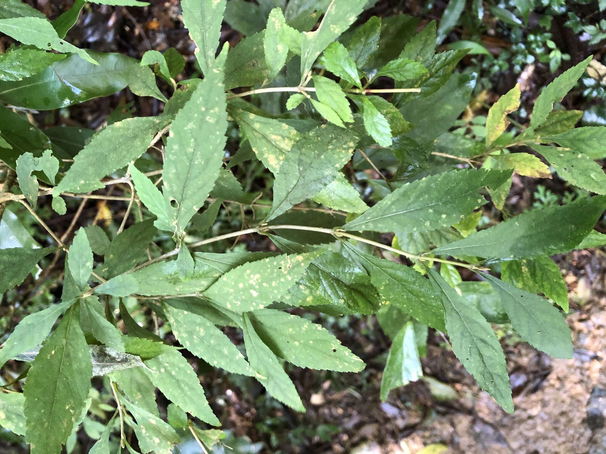 Image of Callicarpa randaiensis Hayata