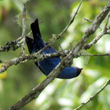 Image of Blue-and-black Tanager