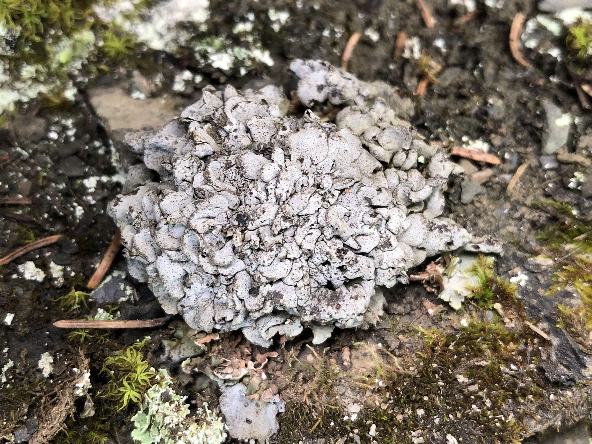 Image of intestine silverskin lichen