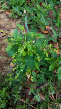 Image of Stalkless Yellowcress