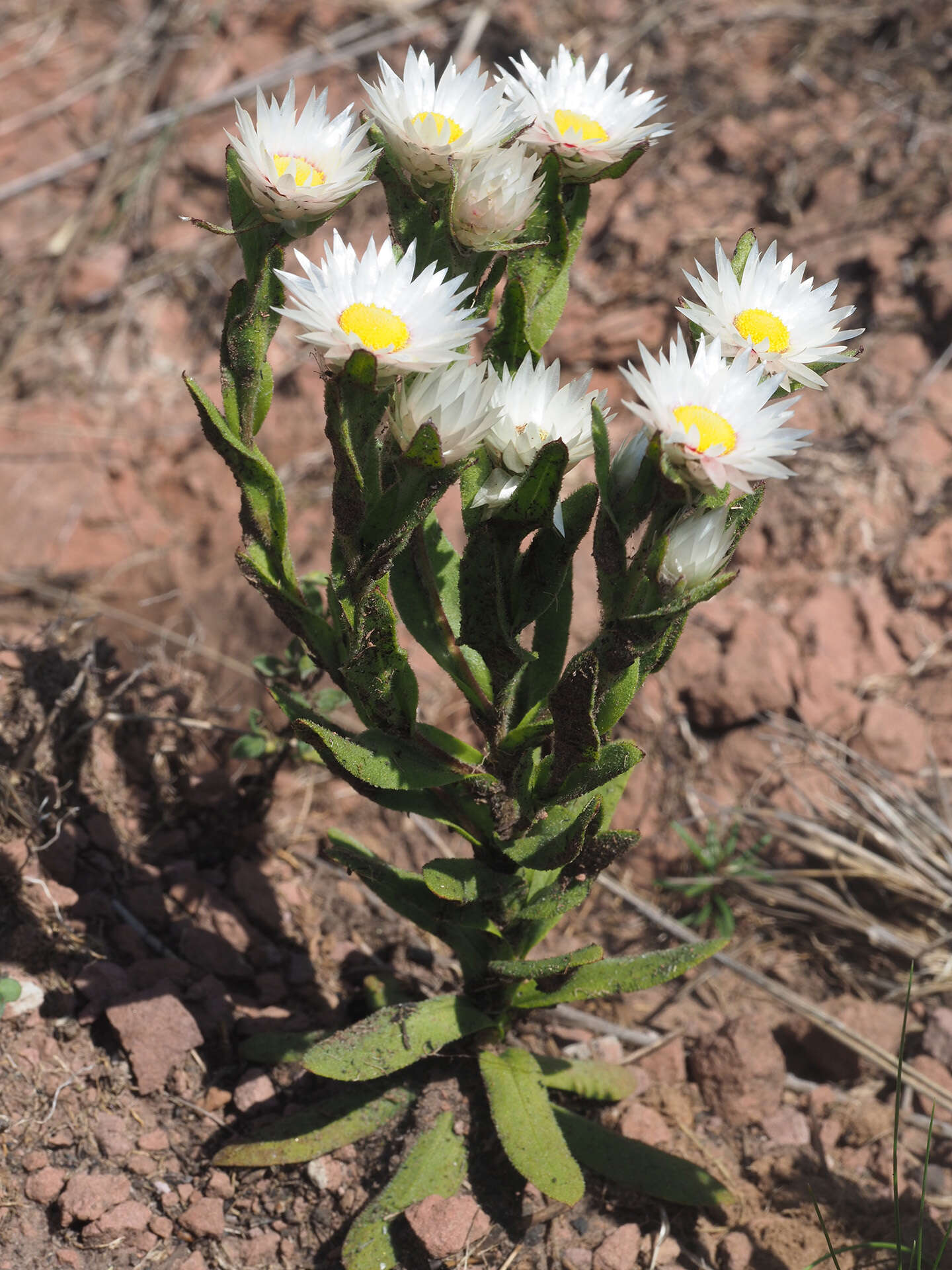 Image of Helichrysum monticola Hilliard