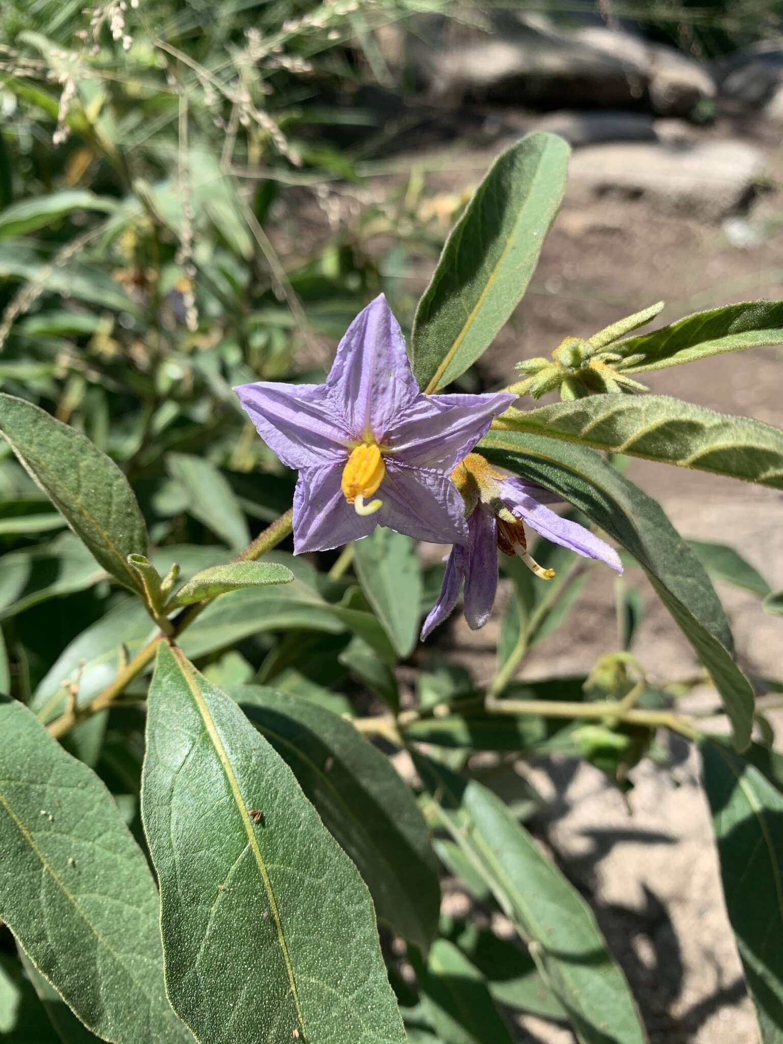 Image de Solanum campylacanthum subsp. campylacanthum