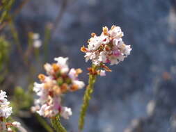 Image of Erica articularis var. articularis