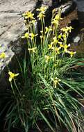 Moraea huttonii (Baker) Oberm. resmi