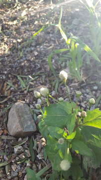 Image of Acmella radicans (Jacquin) R. K. Jansen