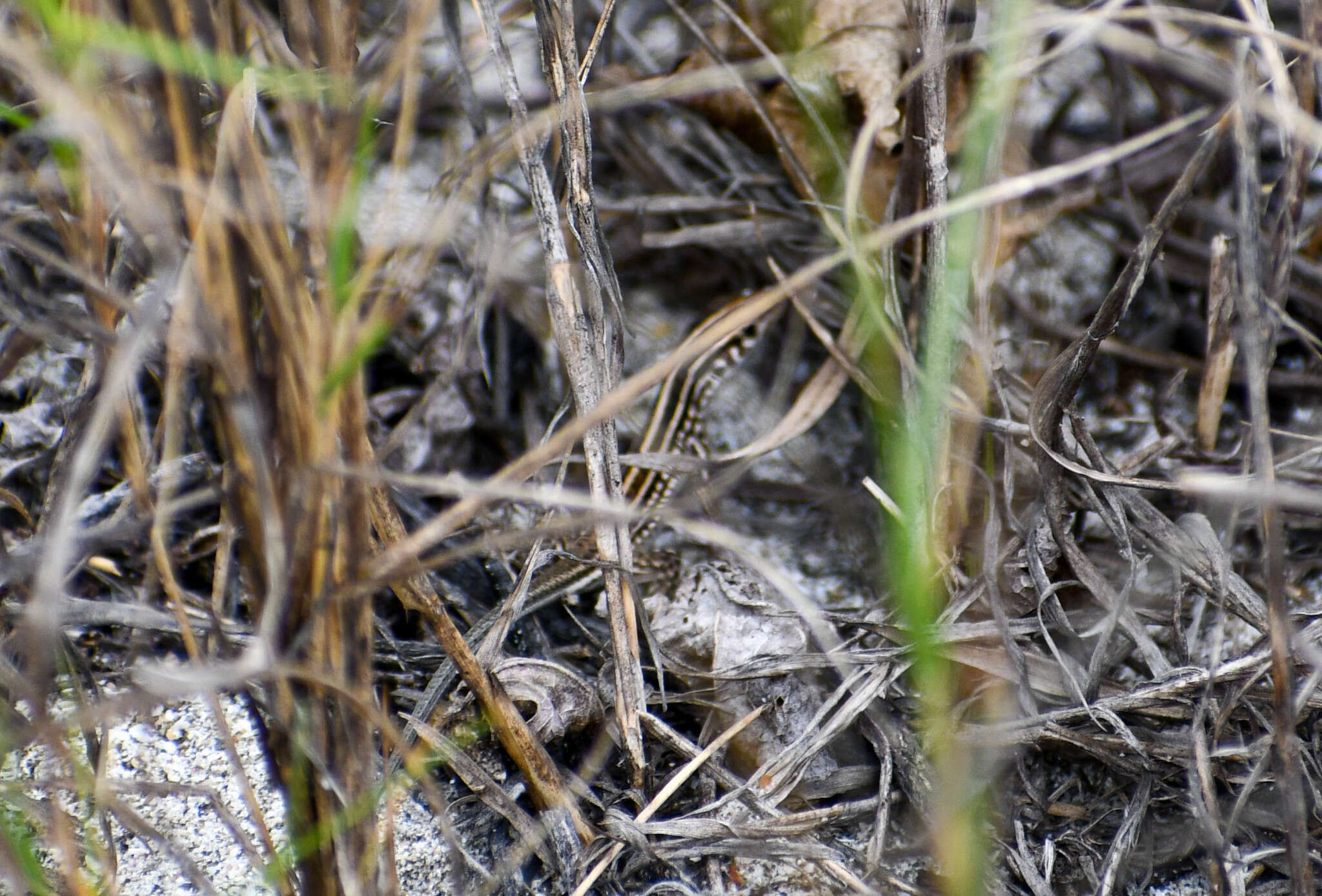 Image of Bocourt's Ameiva