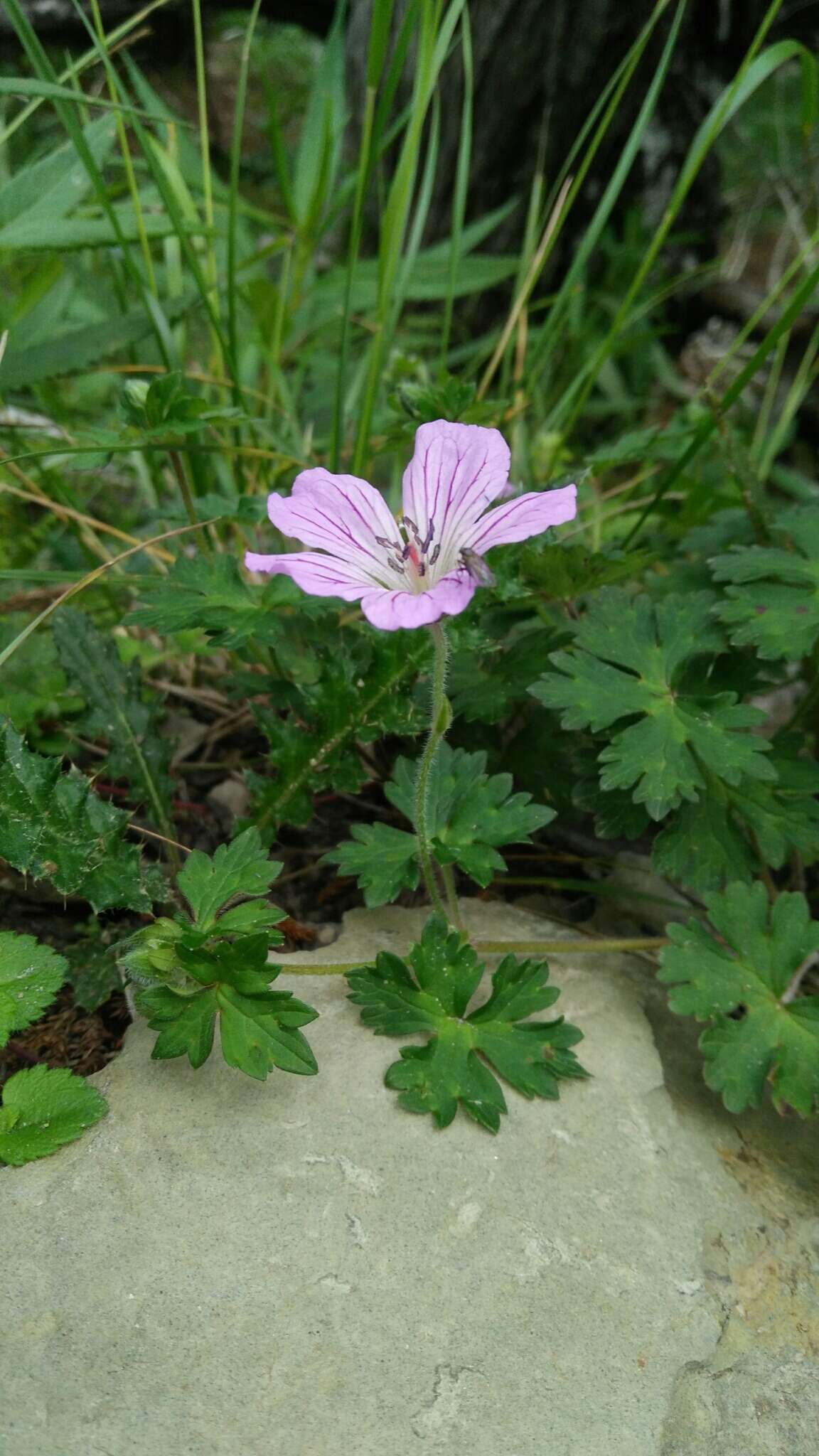 Image of Geranium hayatanum Ohwi