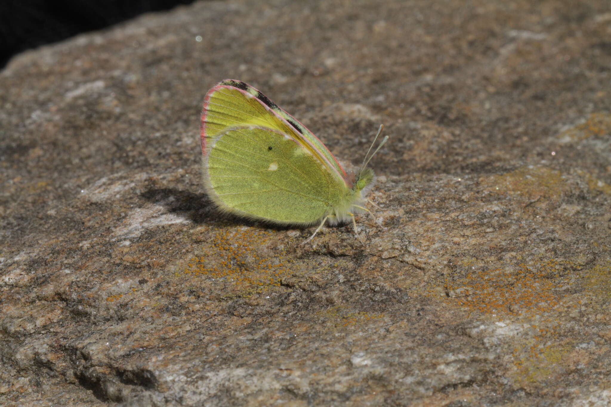 Слика од <i>Euchloe penia</i>