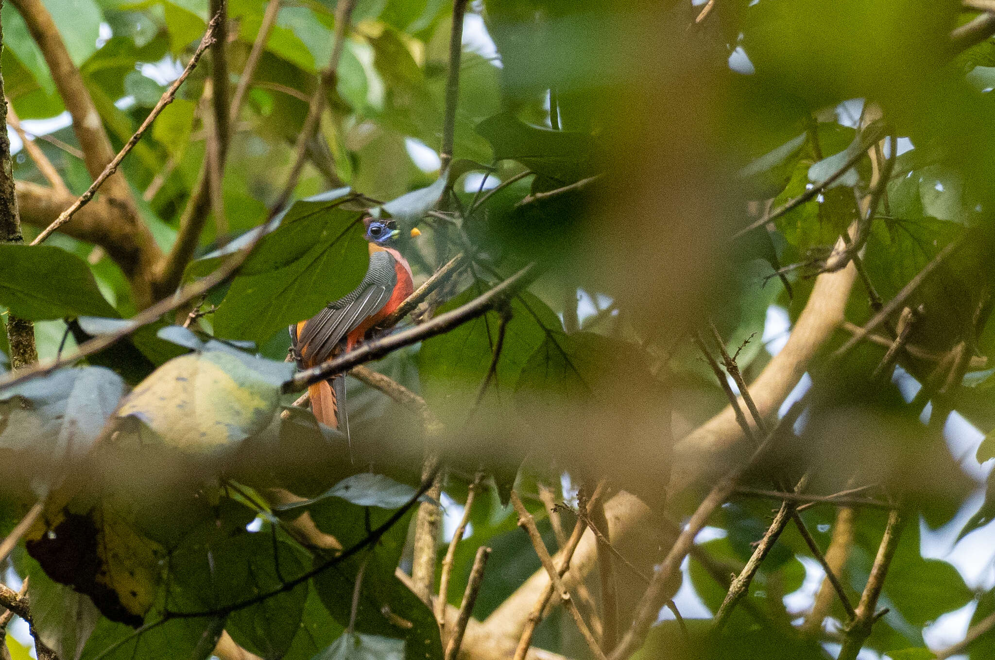 Image de Trogon des Philippines