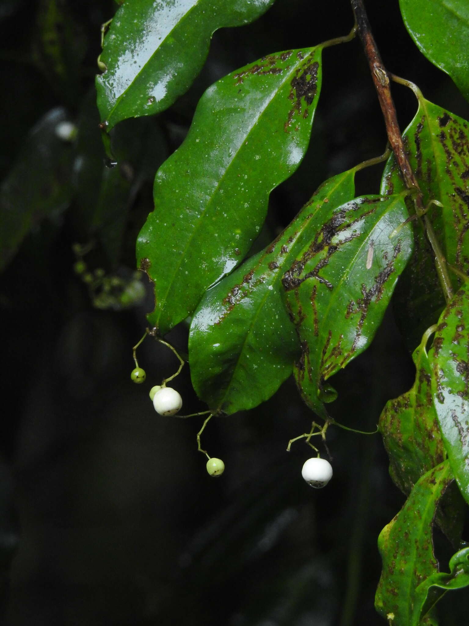 Sivun Phyllonoma ruscifolia Willd. ex Schult. kuva