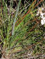 Image of <i>Stylidium stenosepalum</i>