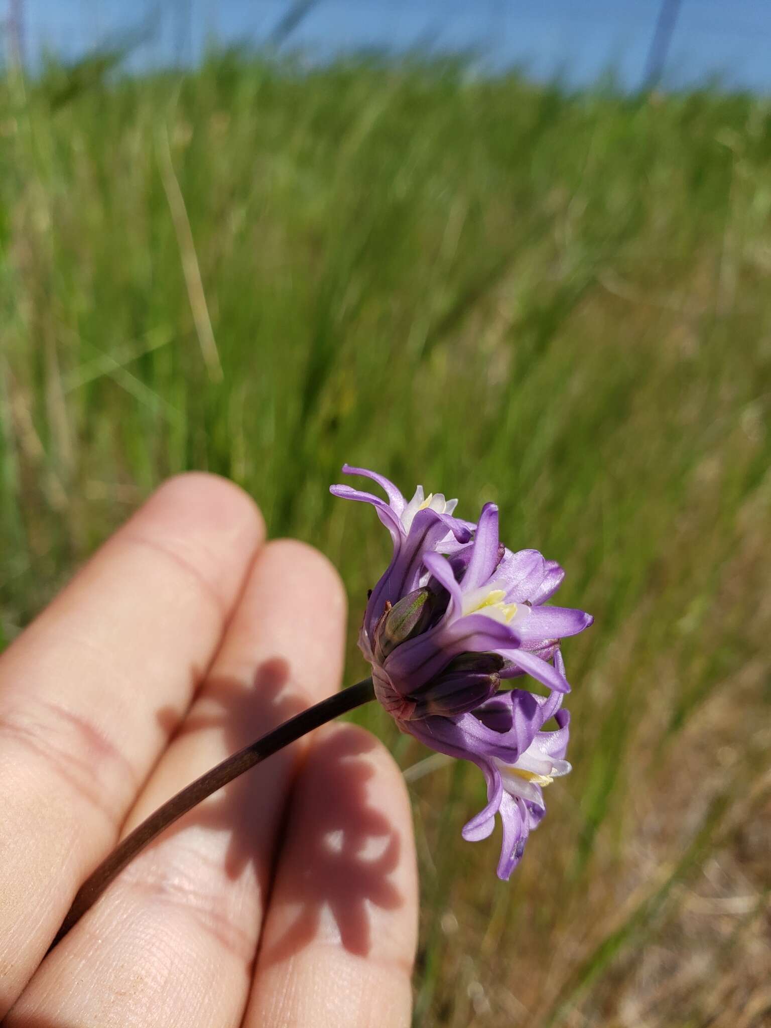 Sivun Dichelostemma multiflorum (Benth.) A. Heller kuva