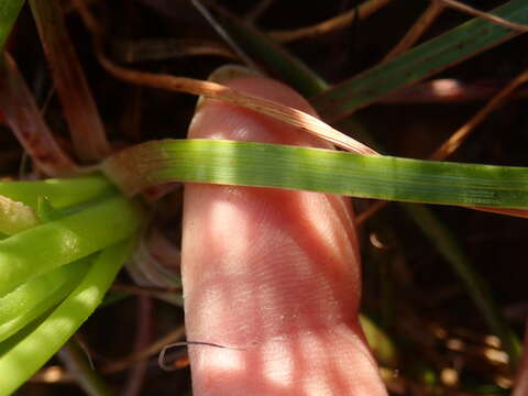 Image of Bulbine lagopus (Thunb.) N. E. Br.