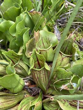 Image of Sarracenia purpurea var. montana D. E. Schnell & R. O. Determann