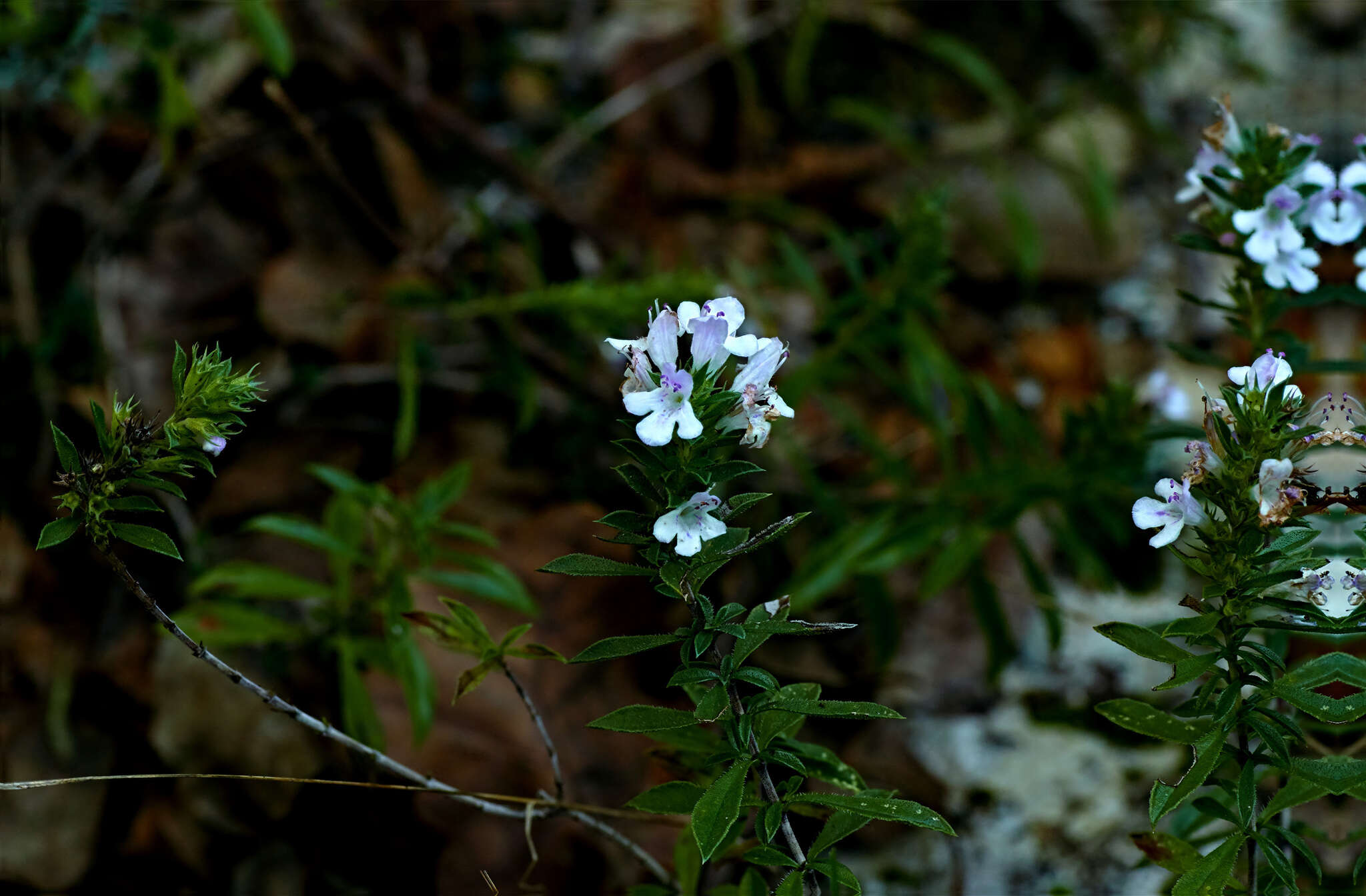 Image of perennial savory