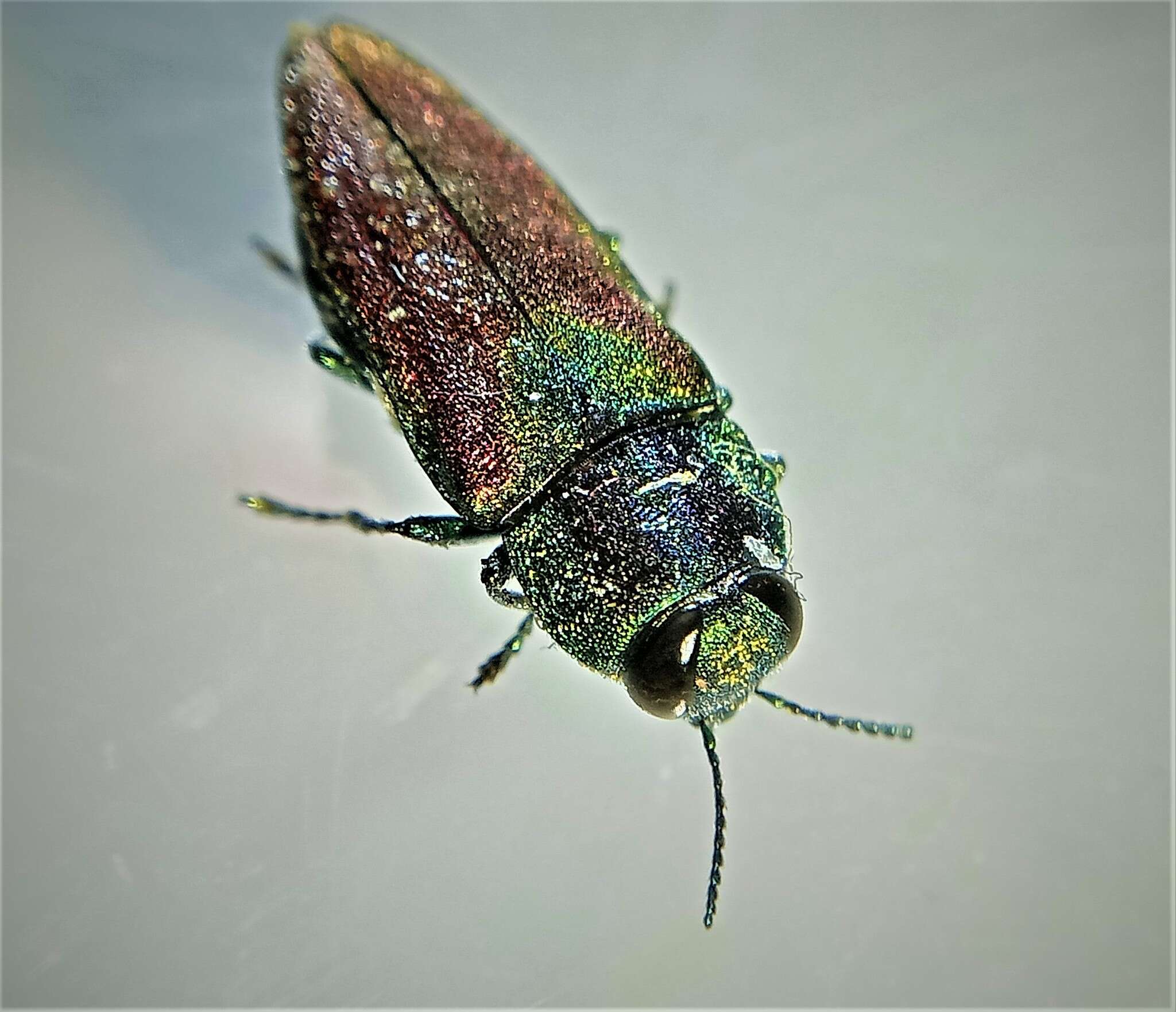 Image of Anthaxia passerinii (Pecchioli 1837)