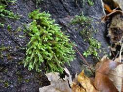 Image of Ciliate Hedwigia Moss