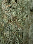 Image of needle lichen