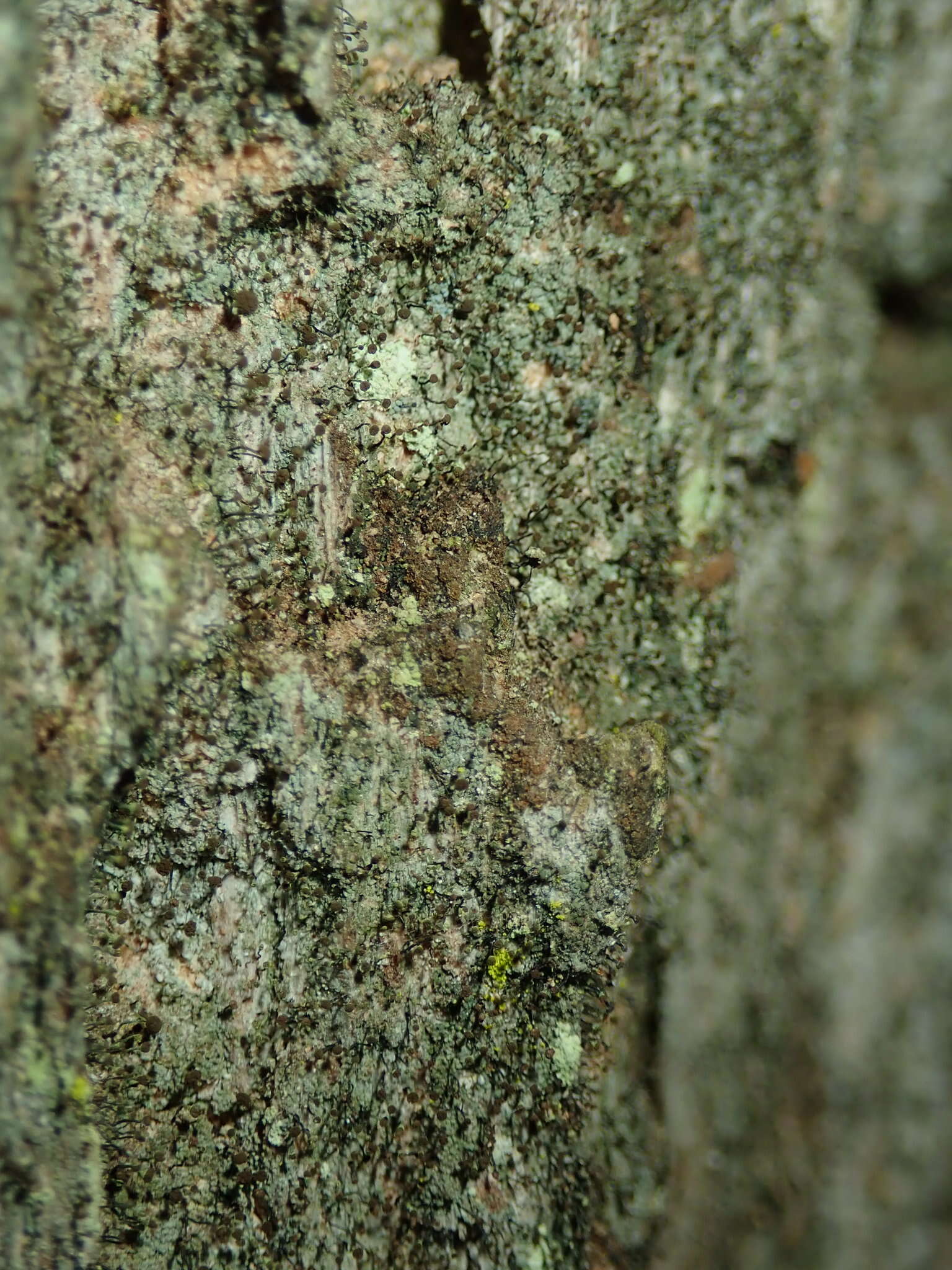 Image of needle lichen