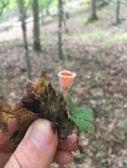 Image of Shaggy Scarlet Cup