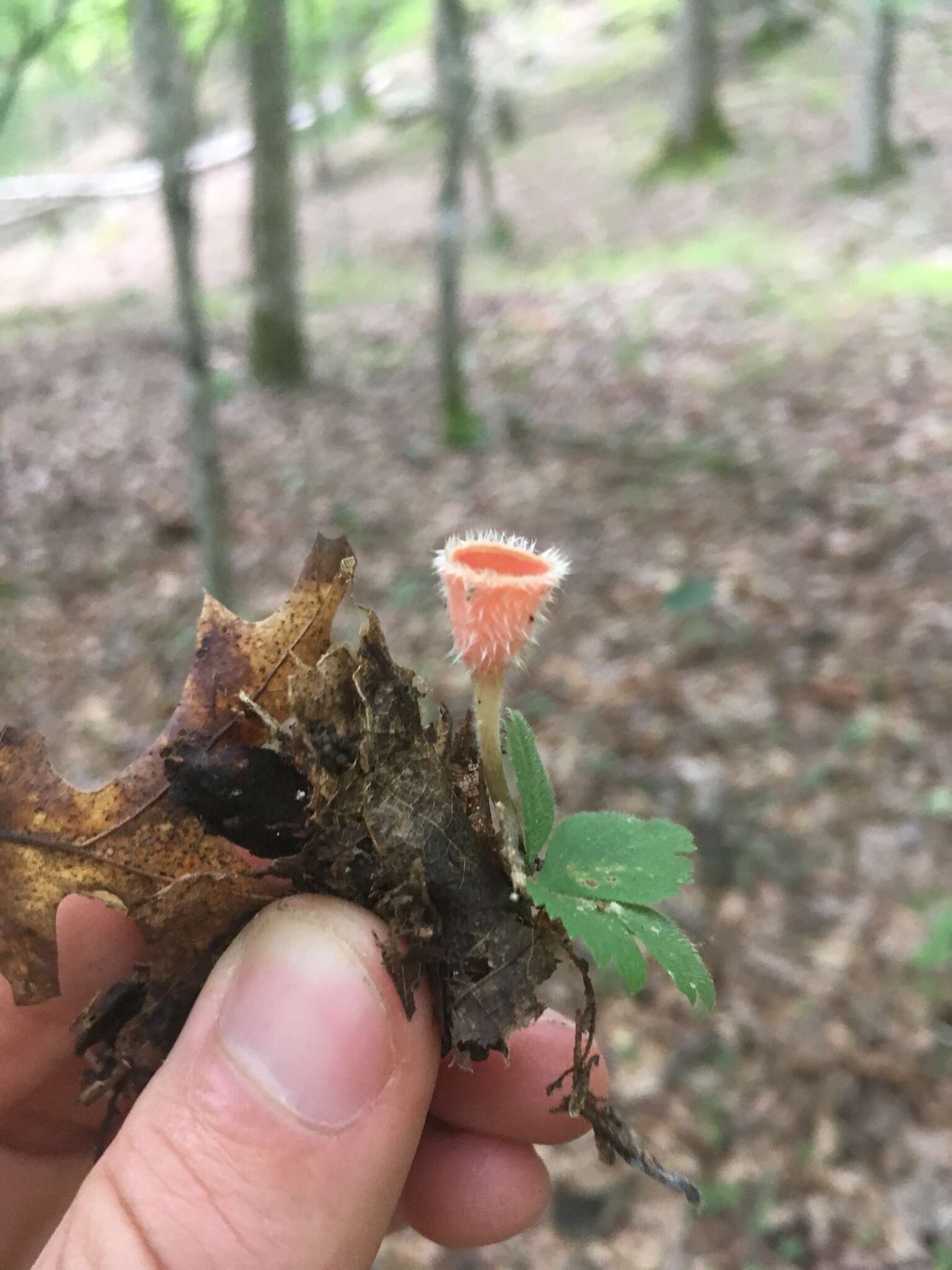 Image of Shaggy Scarlet Cup