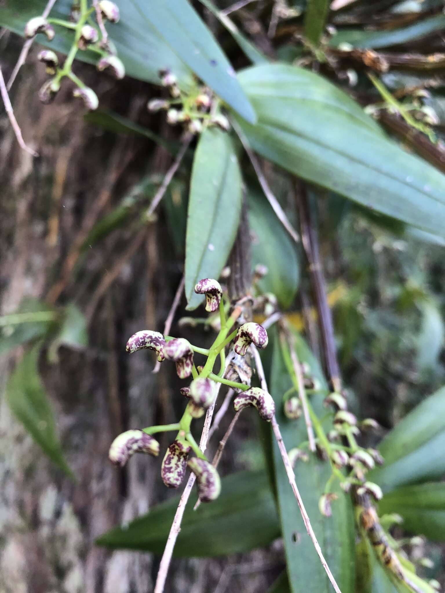 Слика од Dendrobium gracilicaule F. Muell.