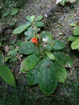 Image of Yerba-Neto-Hoja-de-Cueva