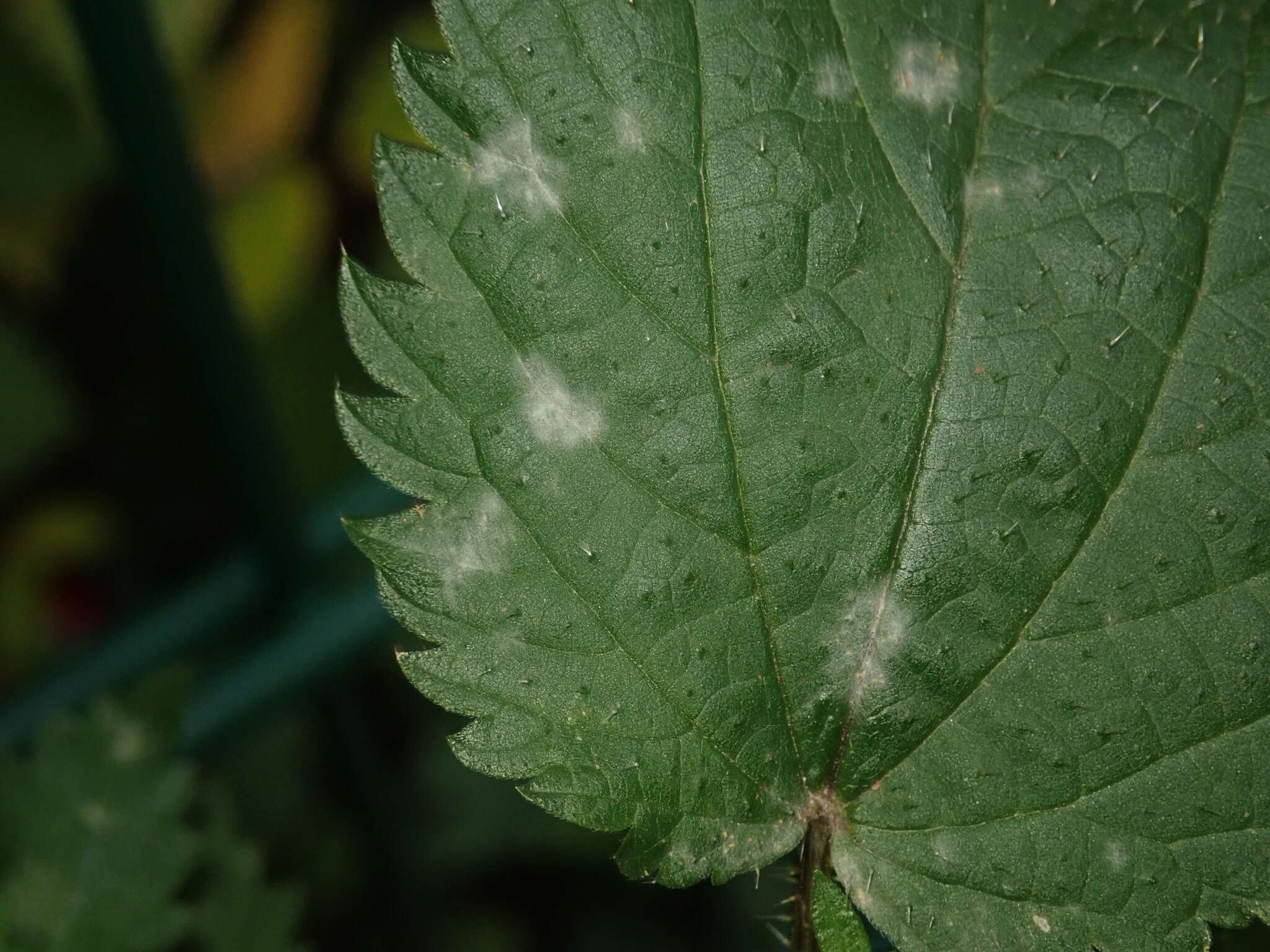 Erysiphe urticae (Wallr.) S. Blumer 1933 resmi