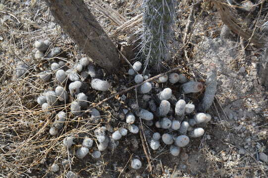 Image of Mammillaria sphacelata Mart.