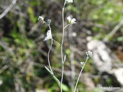 Слика од Iberodes linifolia (L.) Serrano, R. Carbajal & S. Ortiz