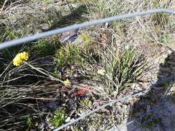 Image of Conostylis aculeata R. Br.