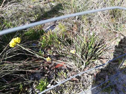 Image of Conostylis aculeata R. Br.