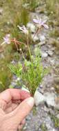 Image of Pelargonium divisifolium P. Vorster