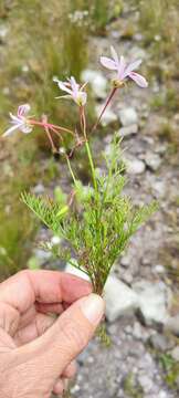 Image of Pelargonium divisifolium P. Vorster