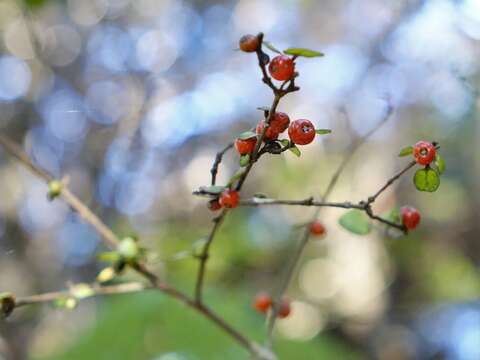 Image of Coprosma spathulata subsp. spathulata